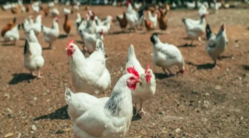 أسعار اليوم.. تعرف على تحديث أسعار الفراخ وكرتونة البيض في 4 نوفمبر